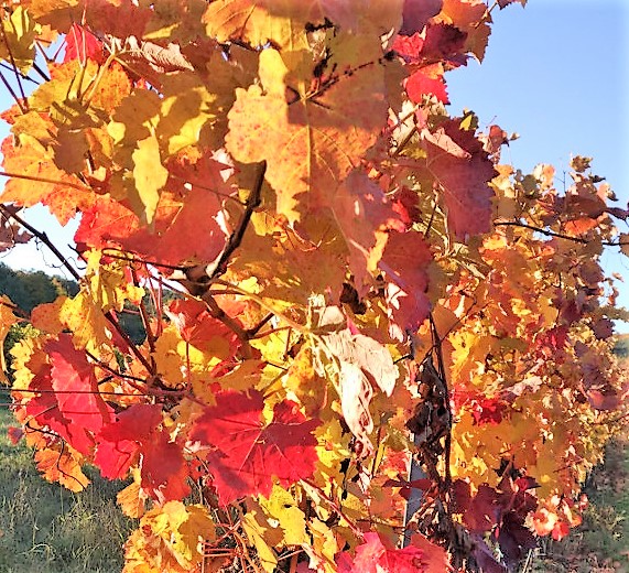 weinlaub
